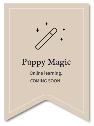 Puppy training Frimley Camberley classes Farnborough 121 Surrey Hampshire private professional tuition behaviourist Berkshire accredited tutor