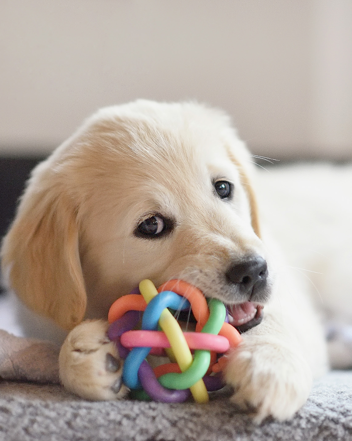Puppy training Frimley Camberley classes Farnborough 121 Surrey Hampshire private professional tuition behaviourist Berkshire puppy chewing on toy